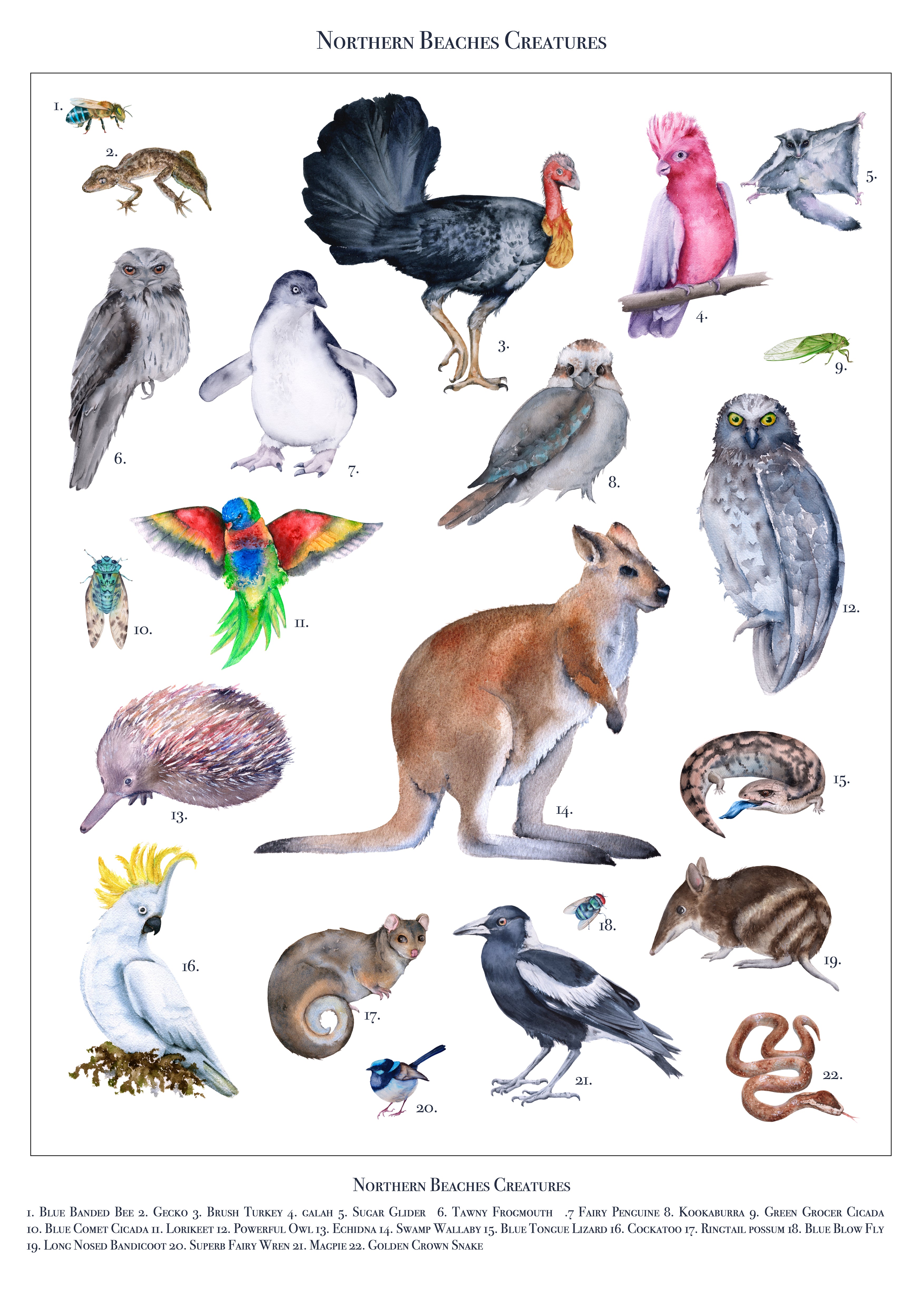 Northern Beaches Creatures