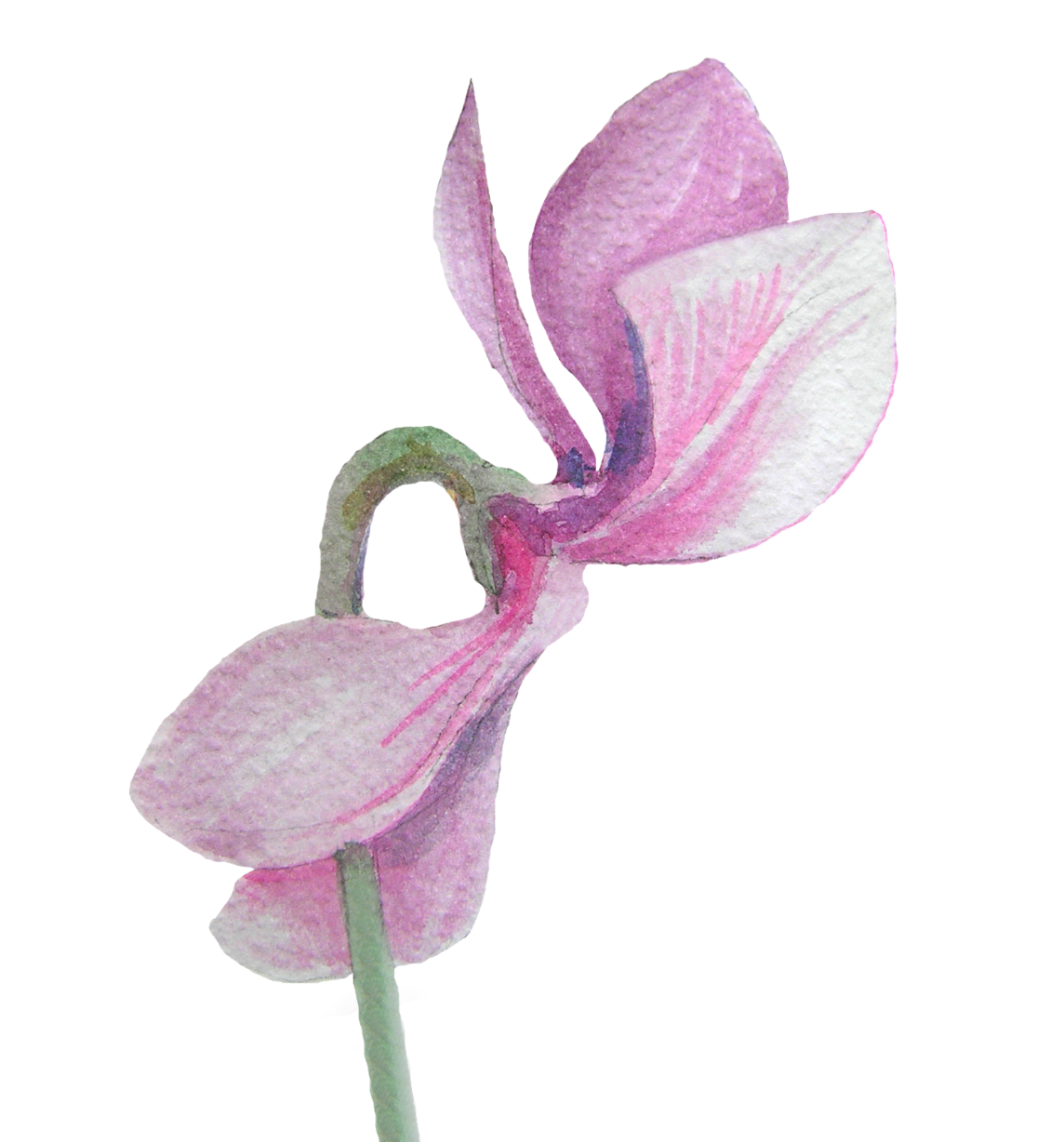 For Beirut - Cyclamen