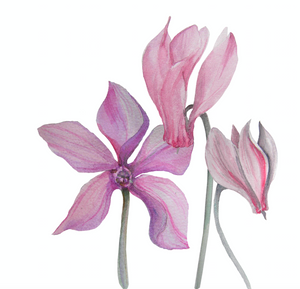 For Beirut - Cyclamen