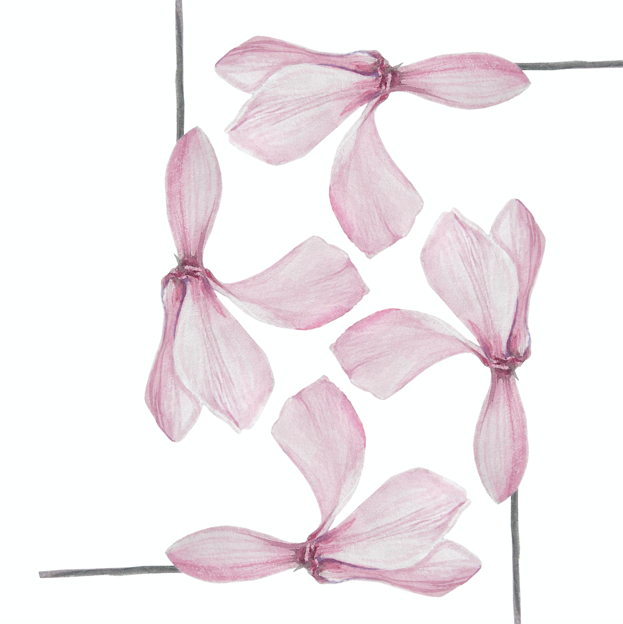 For Beirut - Cyclamen