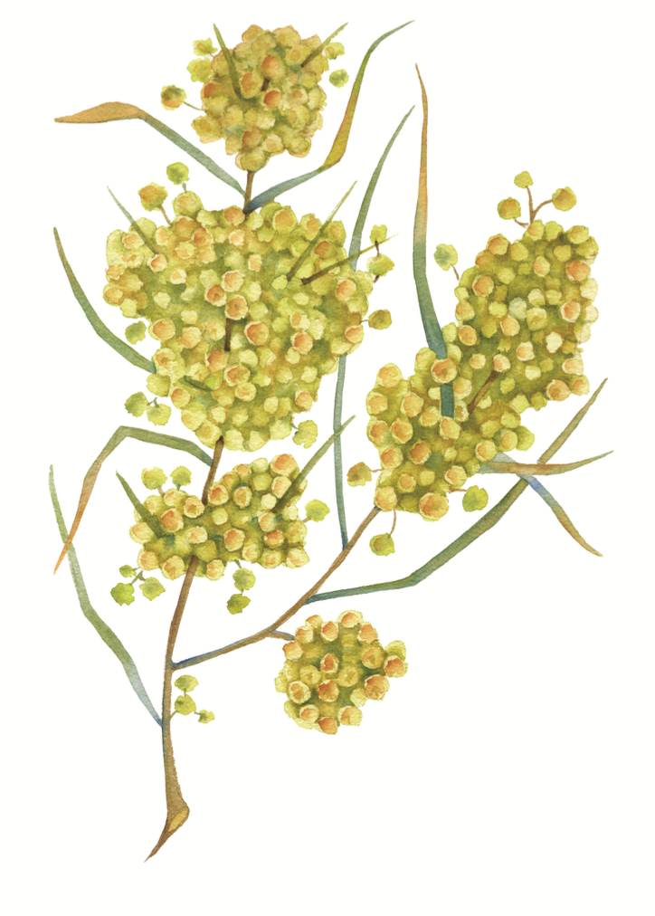 Wattle