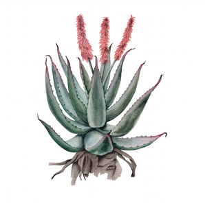 Aloe Ferox