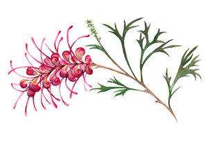 Grevillia