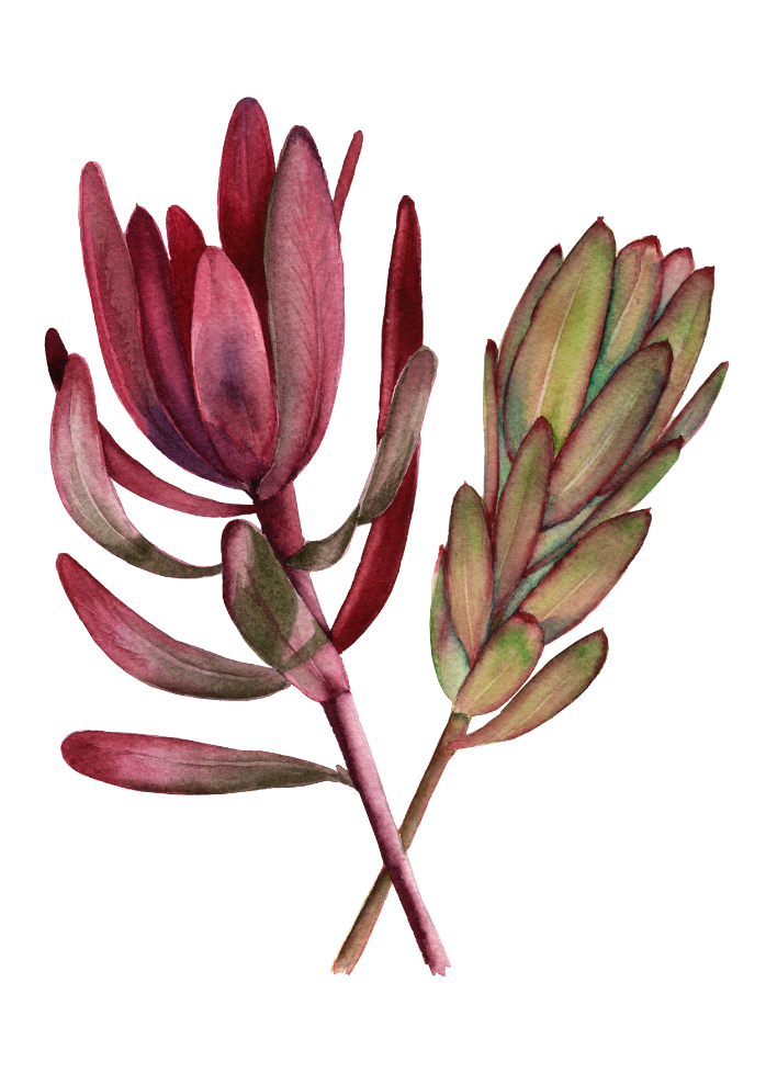 Luecadendron
