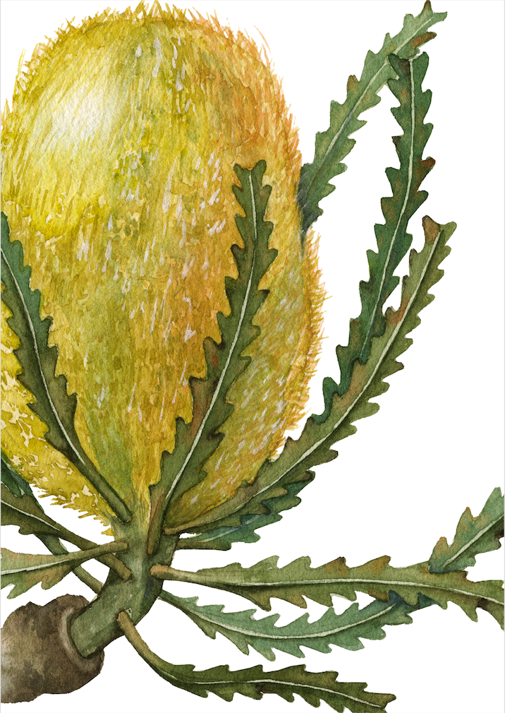 Banksia ii