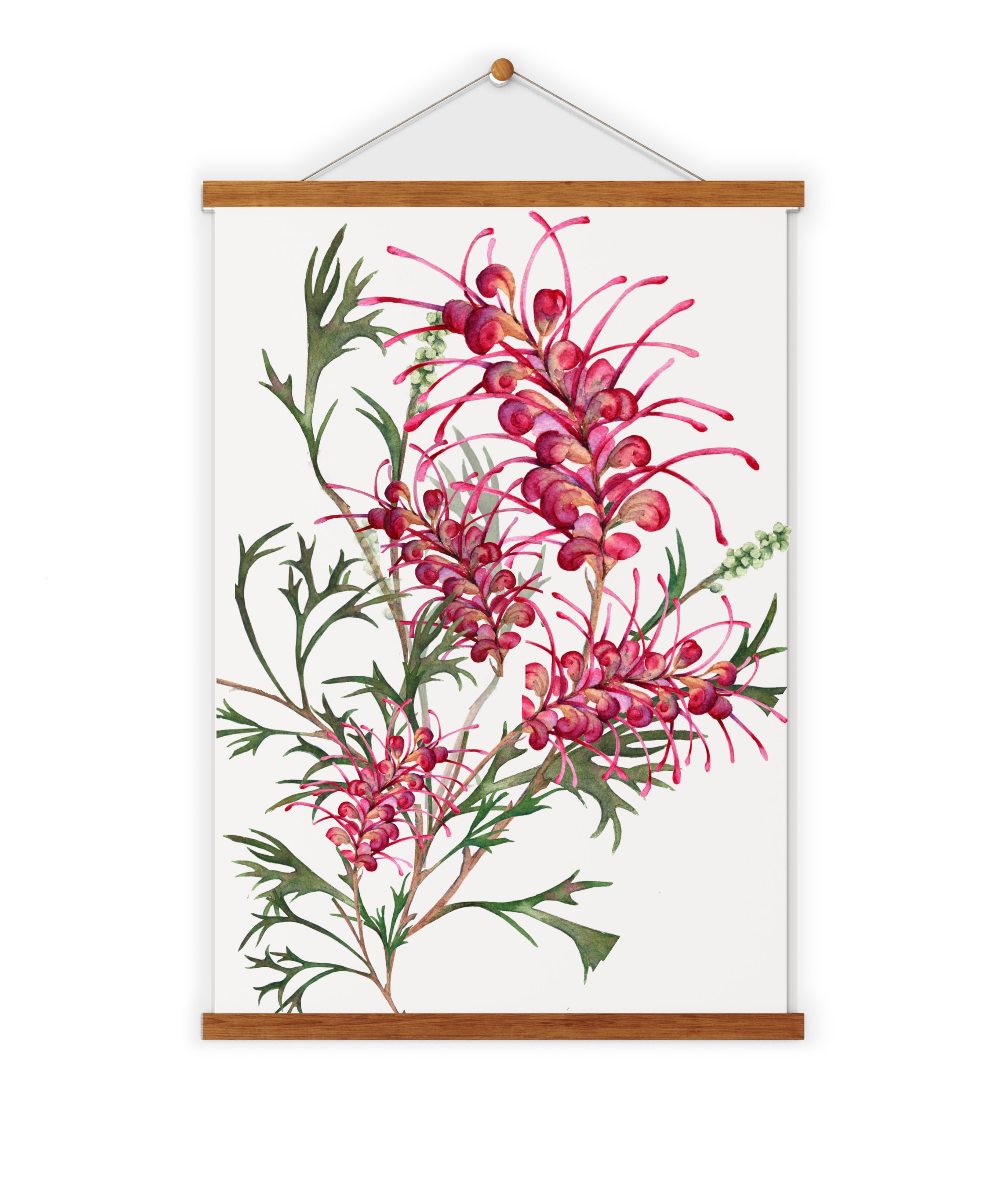 Grevillia