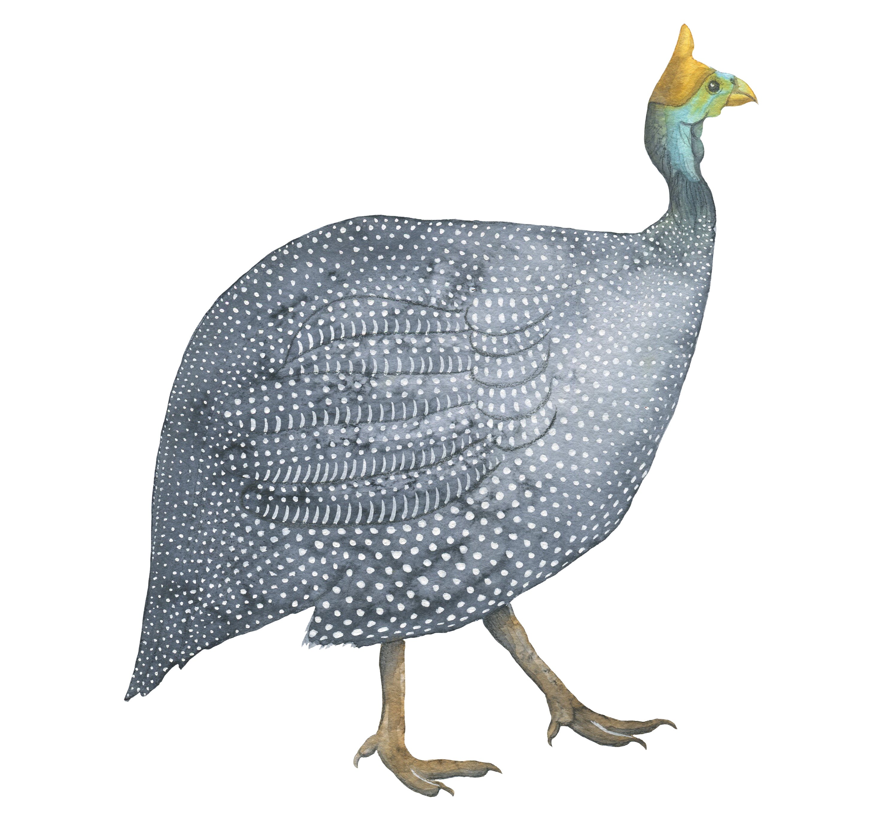 Guinea Fowl