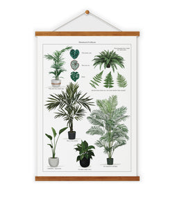 Houseplant Cemetery