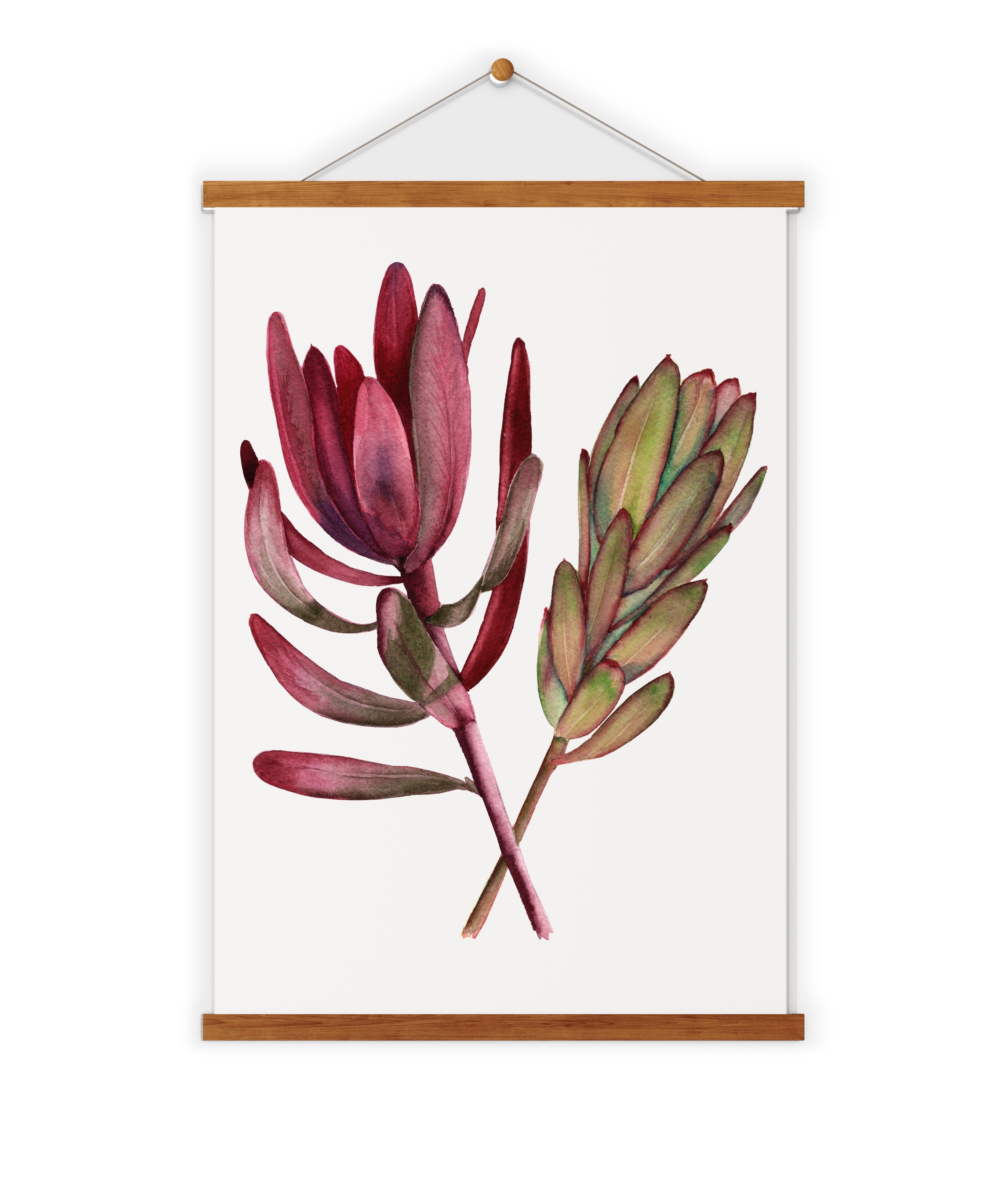 Luecadendron