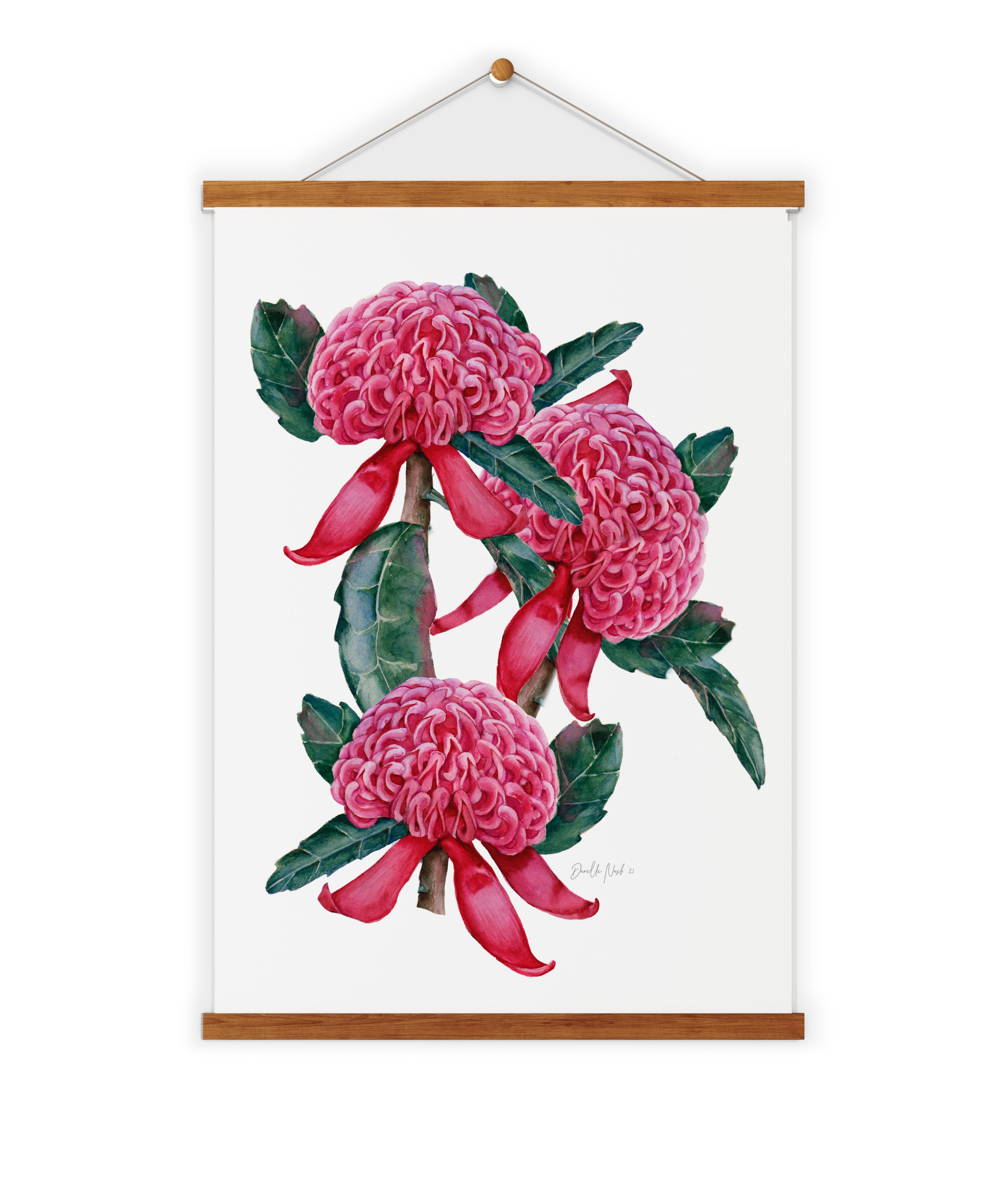 Pink Waratah