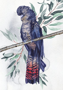 Red Tailed Cockatoo F