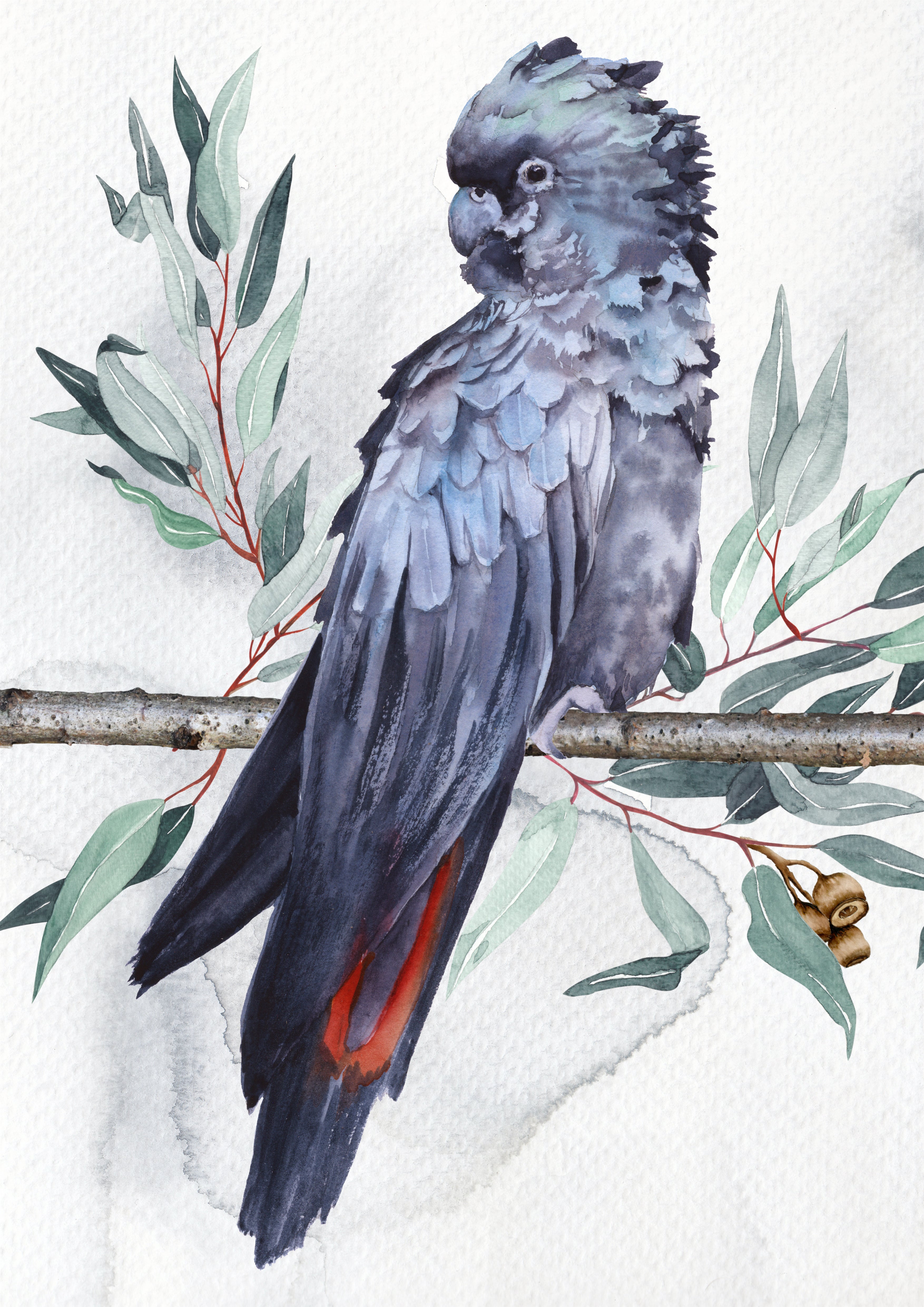 Red Tailed Cockatoo M