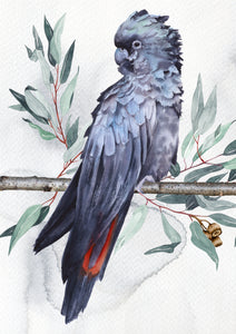 Red Tailed Cockatoo M
