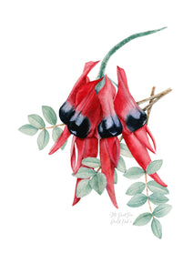 Sturt's Desert Pea