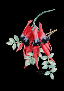 Sturt's Desert Pea