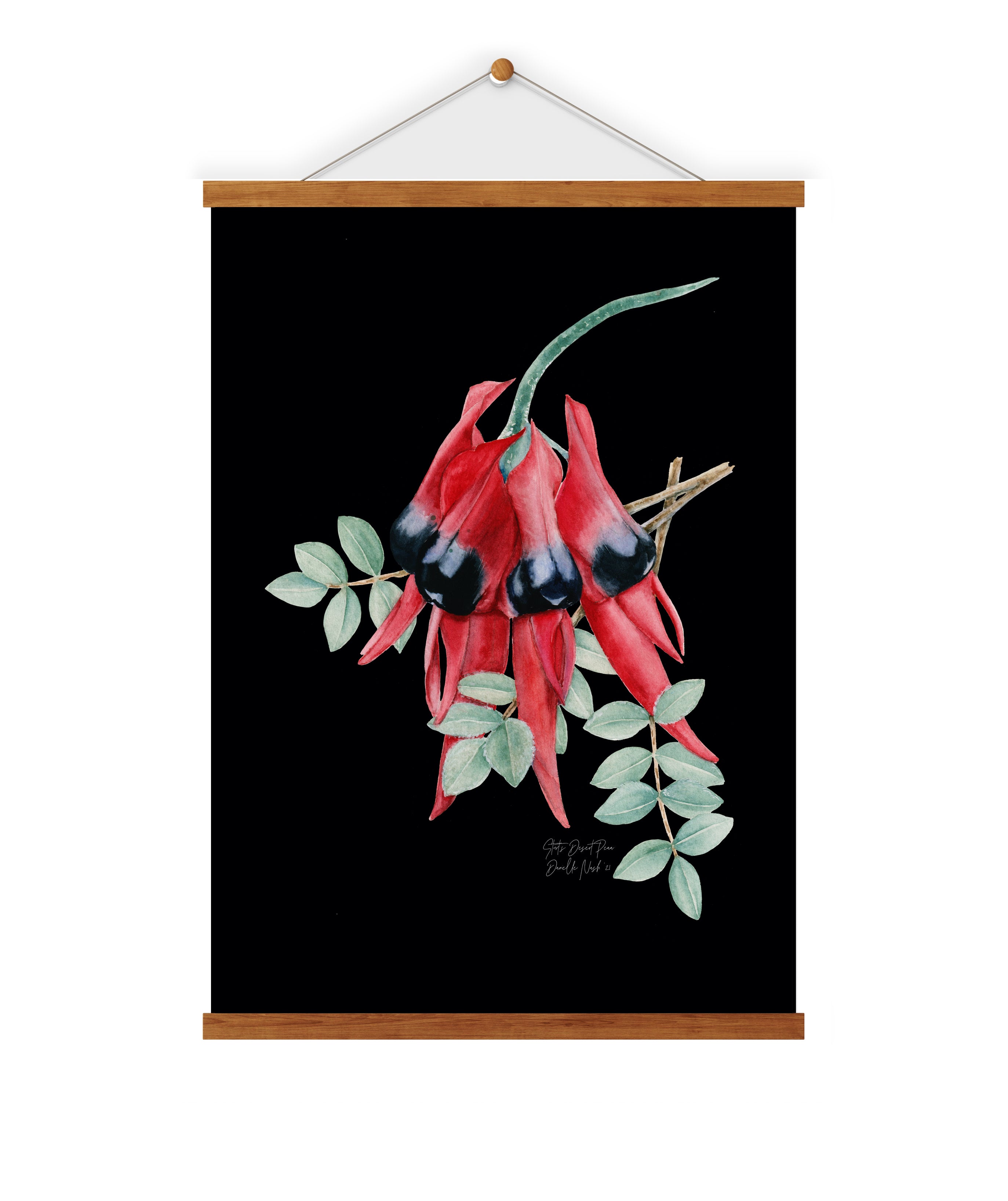 Sturt's Desert Pea