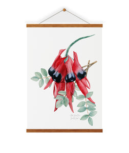 Sturt's Desert Pea